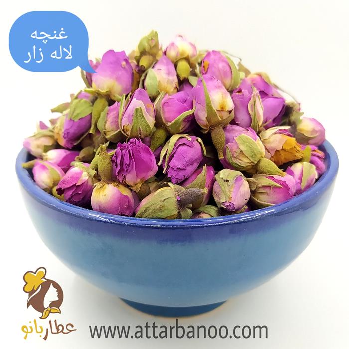 غنچه گل محمدی